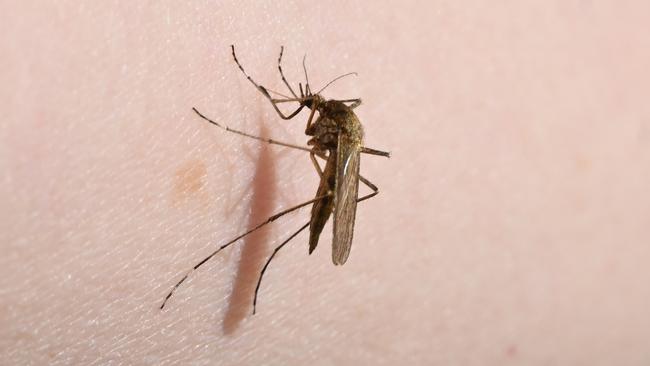 It is believed mosquitoes play a role in spreading the ulcer to humans. Picture: Stefan Sauer/picture alliance, Getty Images