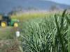 Federal government ‘lax and lazy’ responding to noted pest