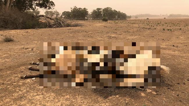 More dead horses found on Graham Thornton’s property. Picture: RSPCA