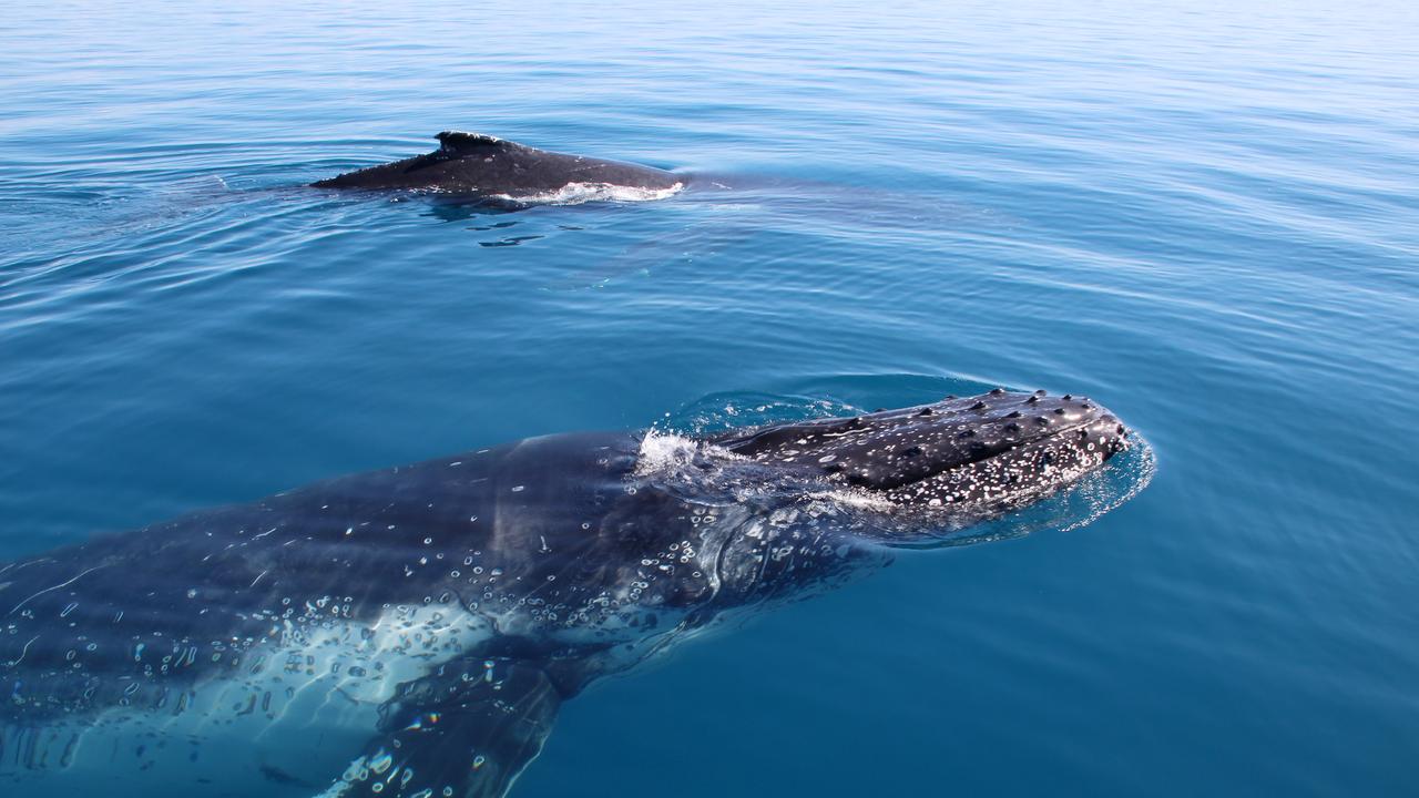 Hervey Bay Dive Centre whale swim review: What it’s like to talk to ...