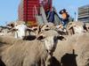 Farmers warn on sheep export ban