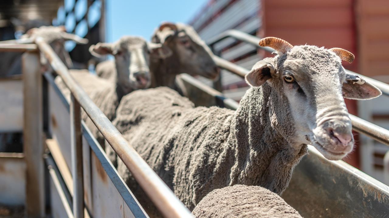 Sheep that are destined for the live export market, pictured from the paddock to the vessel. Pictures: Supplied