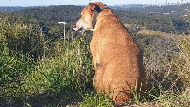 Mr Keith’s dog at his Lower Beechmont Nature Reserve camp before it was cleared by Council.