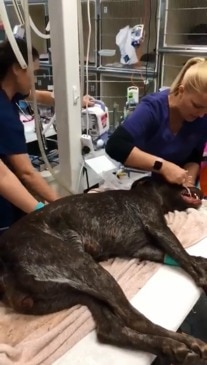 Chaotic scenes at Gold Coast vet after mass tick emergency