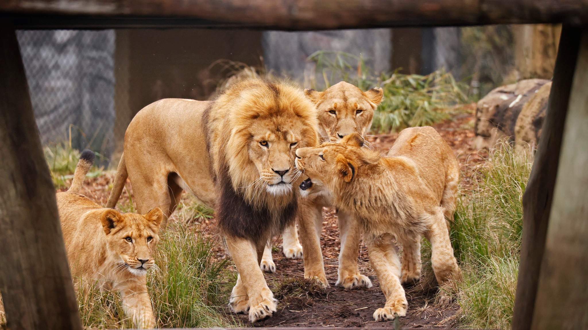 Can You Take Your Own Food Into Taronga Zoo