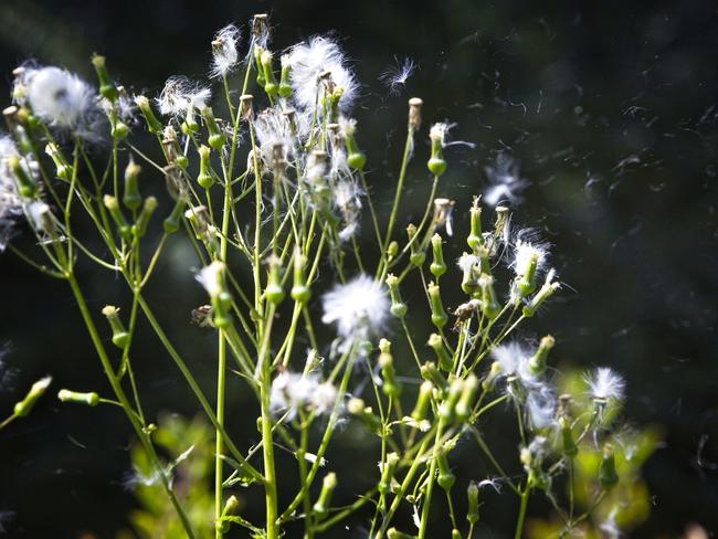 Ragweed. Picture: iStock