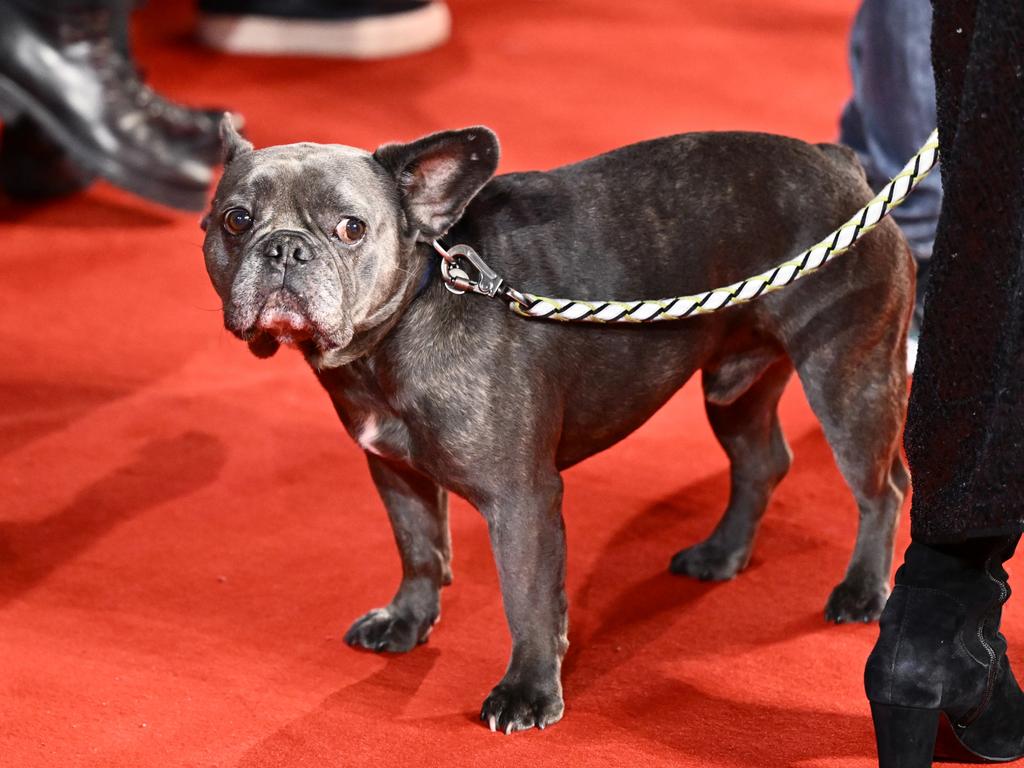 Tom Hardy’s dog Blue also made a special appearance on the red carpet. Picture: Gareth Cattermole/Getty Images