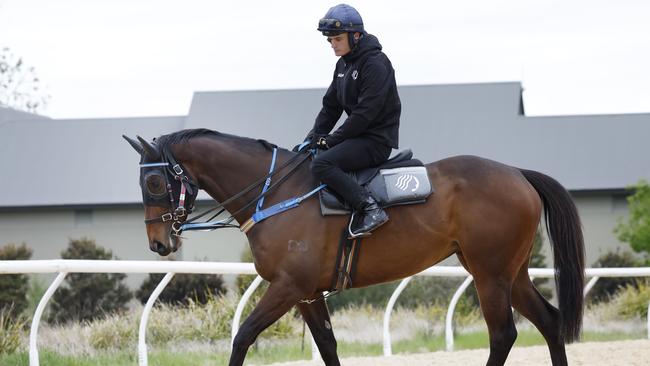 I Am Me at the Ciaron Maher stables near Moss Vale. Picture: Richard Dobson