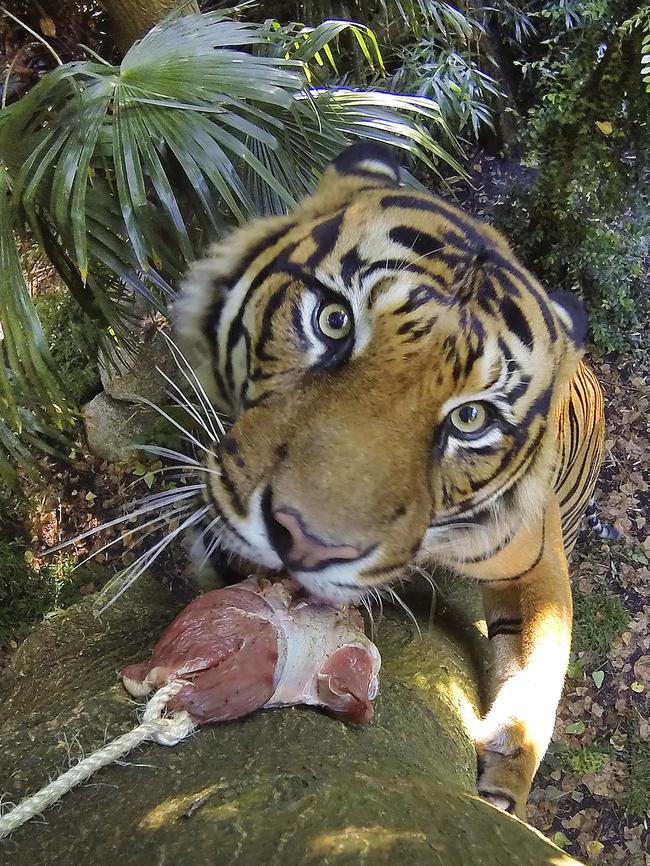 Hutan bites into brekkie. Picture: David Caird