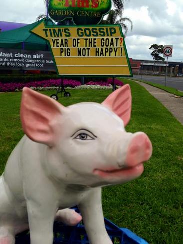 Pig comments about the Year of the Goat. Not happy Jan!!