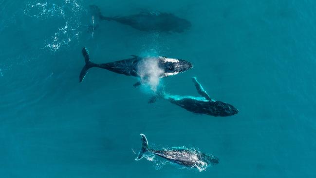 Whales off the Western Australia coastline. Picture: Tourism Australia