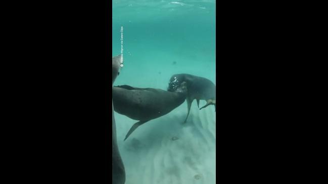 Sea lions interact seal-ed with a kiss