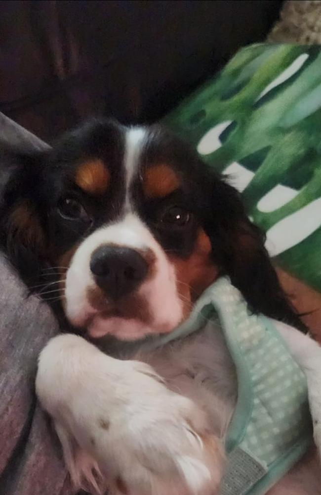 Buddy: Cindy Rawlings' 6 month old Cavalier King Charles
