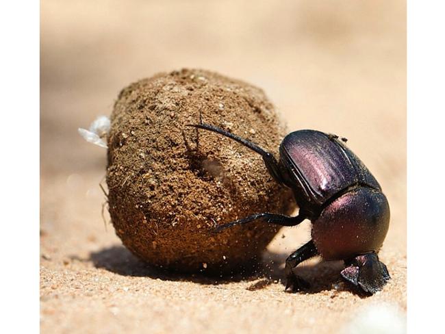 #dung beetle #southafrica #imacelebrityau: Shot with Canon 1D-x and 100mm f/2.8 macro lens @canonaustralia Picture: Dr Chris Brown / Twitter