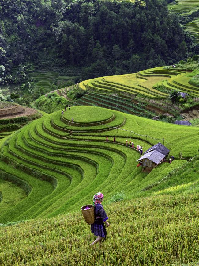 A Hmong woman on rice terraces in near Sapa, Vietnam.