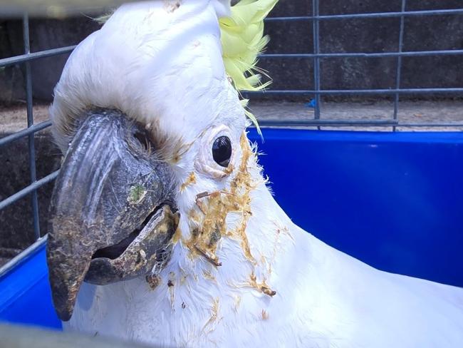 Poisoned cockatoo rescued at  Matong Place Gymea Bay. Picture: EPA