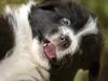 Ralp the Border Collie was illegally sold at 4 weeks old