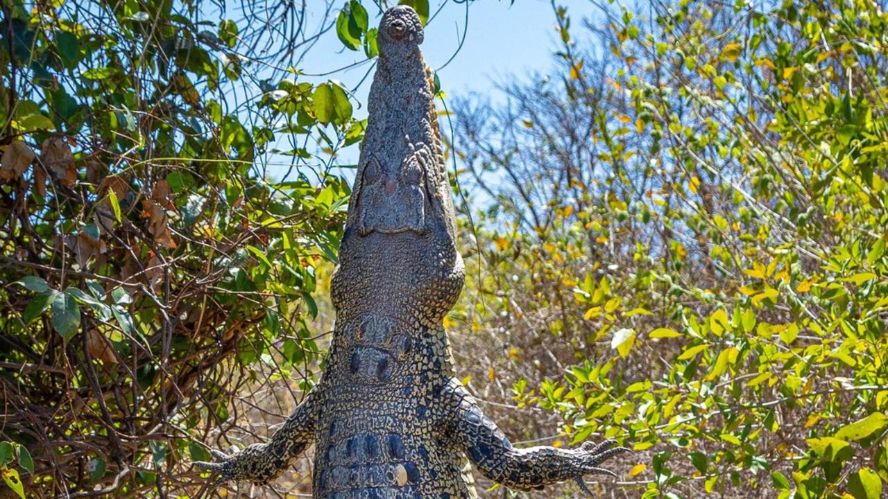 Crocodiles NT: Croc snapped eating pig at popular NT fishing competition  the Barra Nats