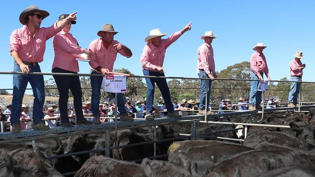 Elders agents fielded plenty of bids at the Omeo Angus sale.