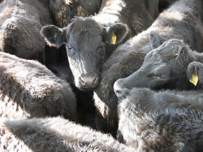 Prices wrap: Cattle results drop at Ballarat