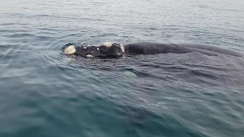 Whales make way into Port Phillip Bay