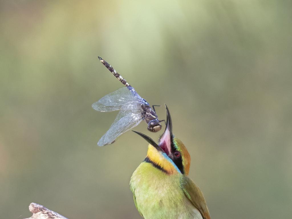 Open wide: This pic called “Toss of Life” won second place in Wildlife. It was taken at Lake Gwelup, Western Australia. Picture: Naidu Kumapatla/TNC Oceania Photo Contest