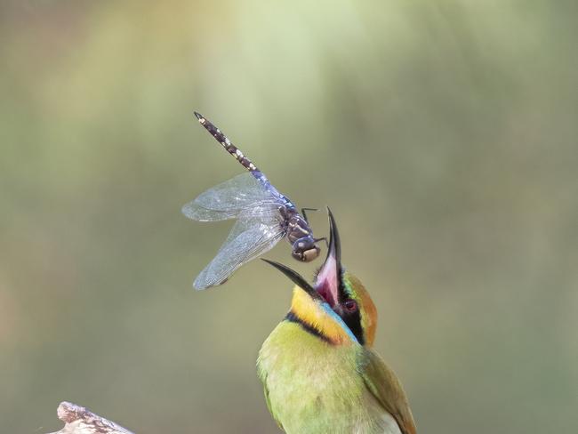 Open wide: This pic called “Toss of Life” won second place in Wildlife. It was taken at Lake Gwelup, Western Australia. Picture: Naidu Kumapatla/TNC Oceania Photo Contest
