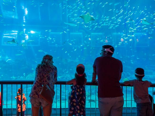 The Duffy family sample the delights of the S.E.A. Aquarium in Singapore.