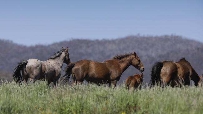 Brumbies in the Kosciuszko National Park in Kiandra, NSW. Picture: Sean Davey.