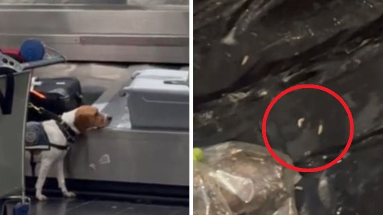 ‘Absolutely nuts’: Sniffer dog loses it over bag