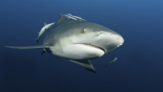 The bull shark was reportedly spotted at Snapper Rocks on Monday morning. Picture: Fiona Ayerst