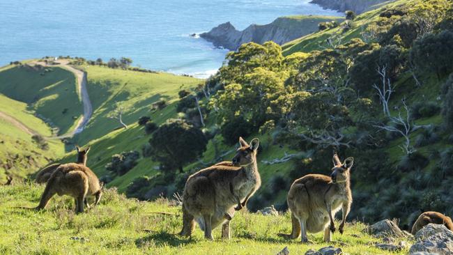 The Fleurieu Peninsula is ideal for short-stay beachside accommodation.