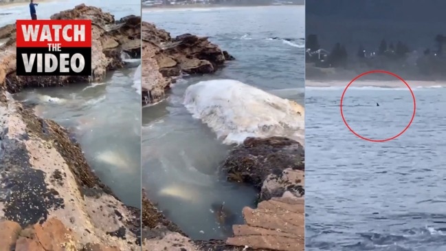 Whale carcass sparks shark feeding frenzy at NSW beach