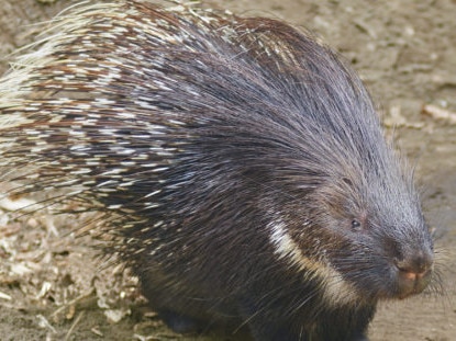 ‘Prickly porcupine’: Rinehart wants mines, war drones