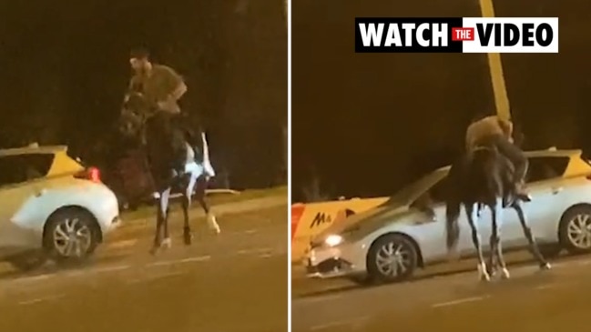 Horse collides with car on Sydney street