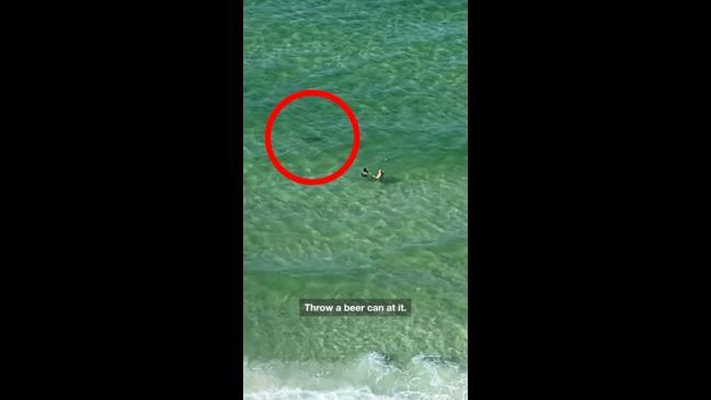 Horrifying moment man spots shark circling tourists