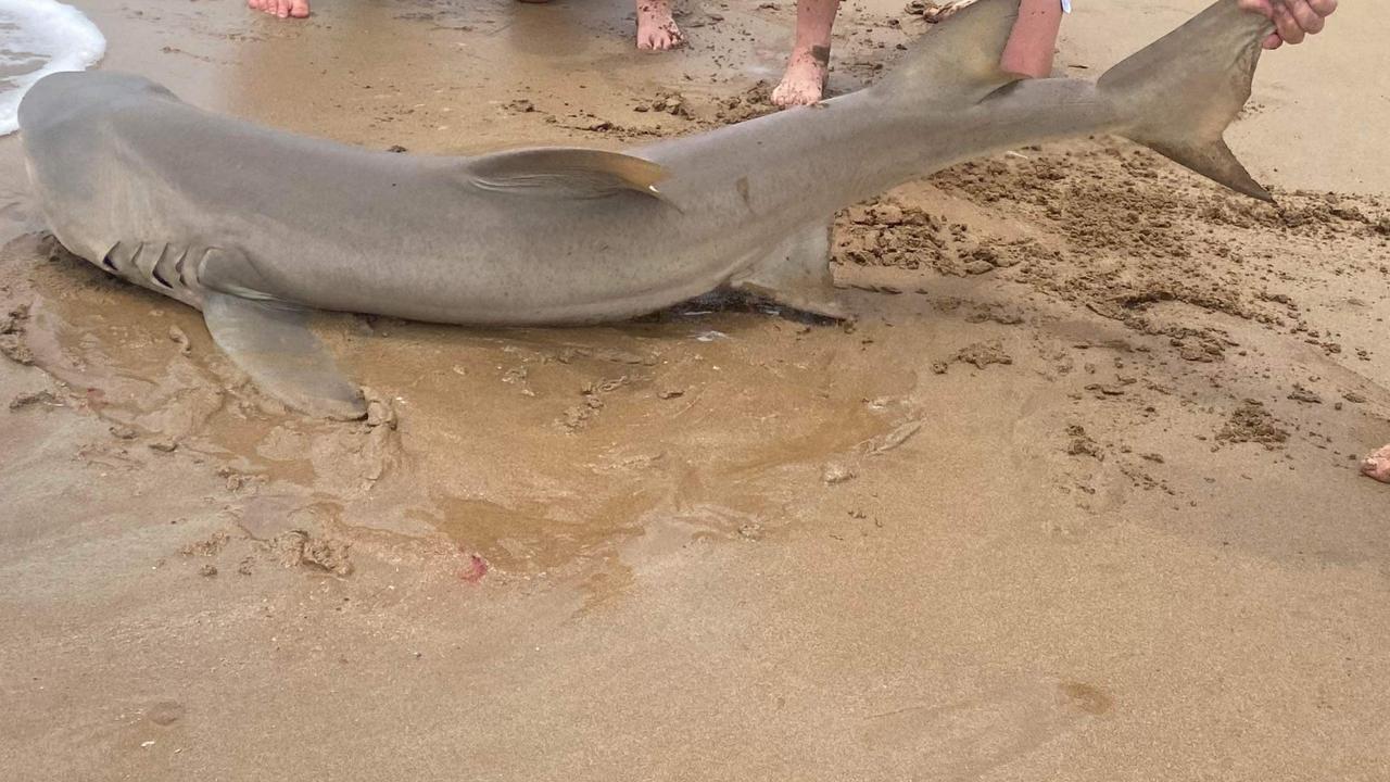 Teen fishermen reel in hammerhead and nurse shark before releasing