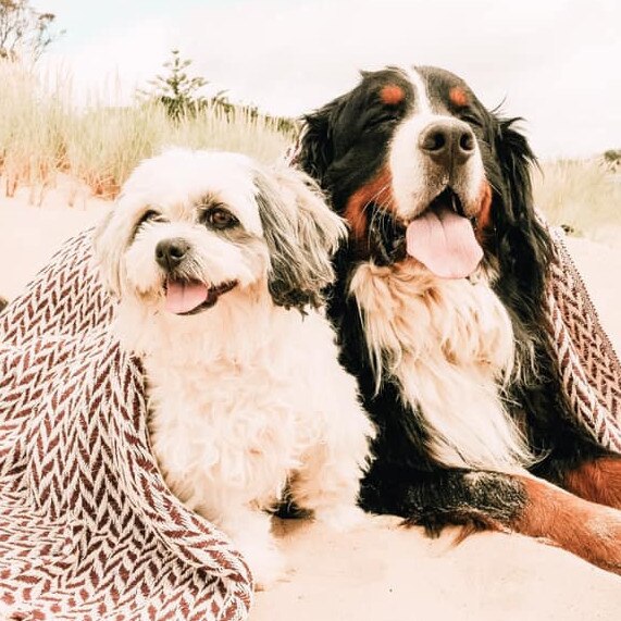 Tassie's Pawfect Pairs | Zoe Gadd: Archie + Hugo