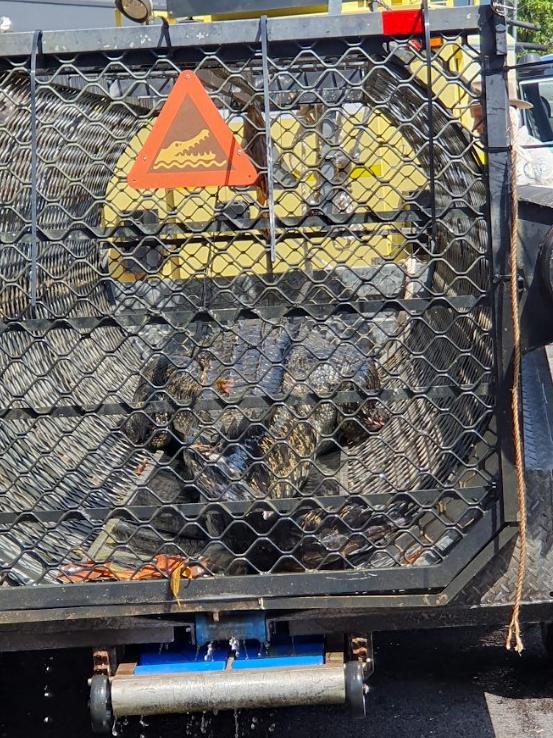 A 3.9m saltwater crocodile was captured at the Innisfail boat ramp on Saturday morning and relocated by Department of Environment and Science officers. Photo: Donna Griggs