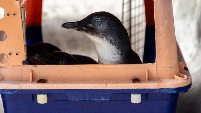 The little blue penguins were crate trained to help assist in their transfer from the sunshine coast all the way down to Coffs Harbour.