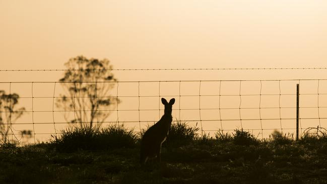 A kangaroo by a fence at sunset in Bourke, in western NSW. Picture: Dylan Robinson