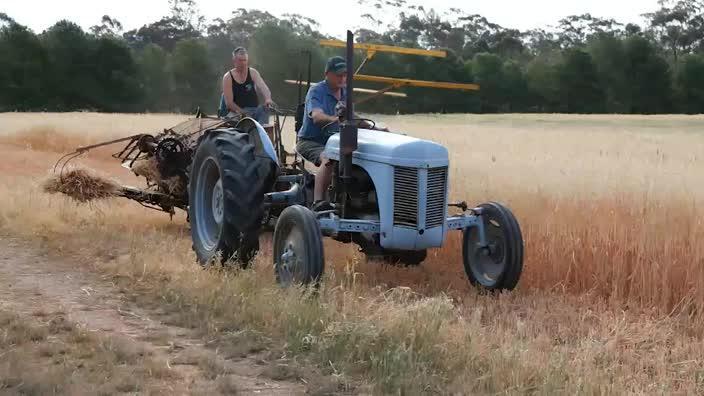 Harvesting the oats