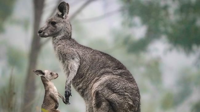 Ashley Andrew rolled his car trying to swerve around a Kangaroo after a big day on the drink