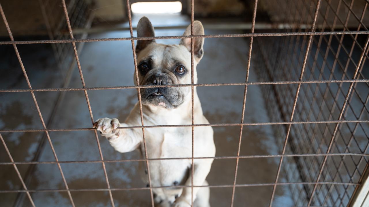 Puppy store farm sydney