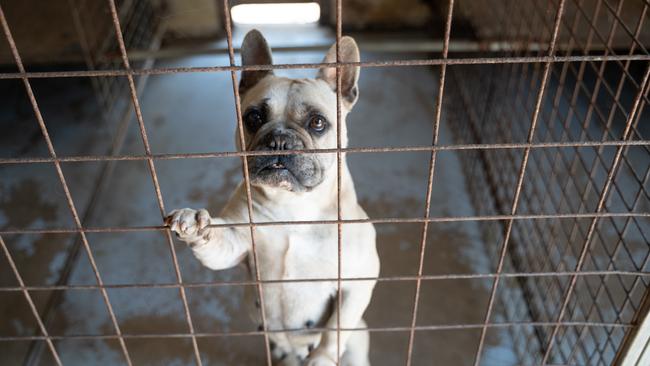 One of the French bulldogs that was found in a puppy farm raid by the RSPCA in Queensland last year.