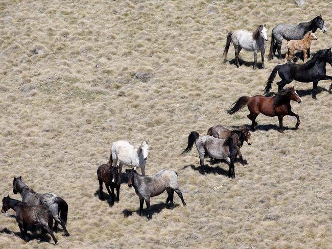Wild brumbies roaming the Kosciuszko National Park. Picture: Stephen Cooper