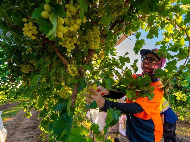 The NFF’s paper said farm work had earned a ‘not completely unfair’ reputation for mistreatment and underpayment of its workforce. Picture: Robert Klarich / The Australian