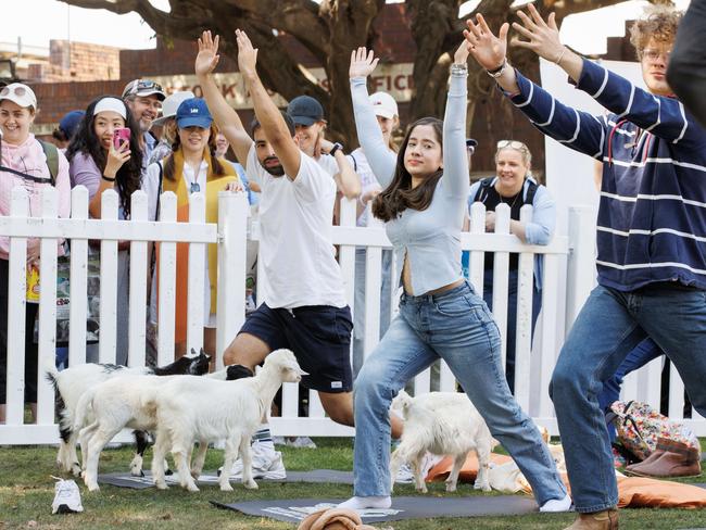 Bryan Morales and Melissa Munoz from Colombia take part in the goat yoga. Picture: Lachie Millard