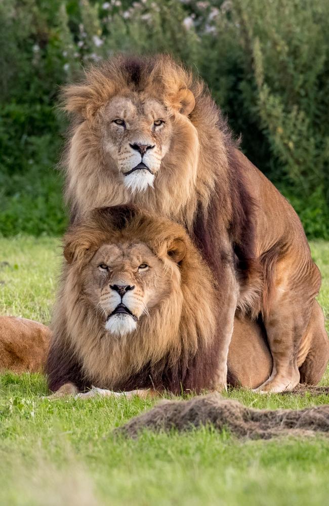 Feline fine: The moment a lusty lion pinned down his male pal in an apparent bid to mate with him. Picture: Russ Bridges/Mercury Press