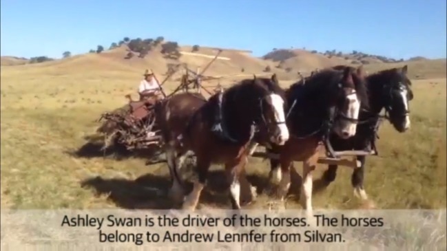 Harvesting oats with Clydesdale teams